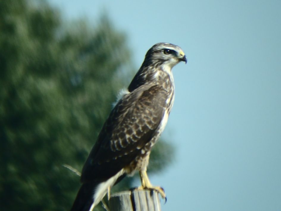 welke roof vogel is dit